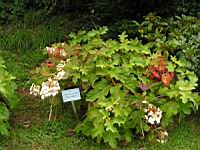 Hydrangea quercifolia 'Snow Queen' (1) (Photo F. Mrugala)